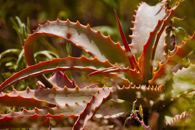 aloe vera