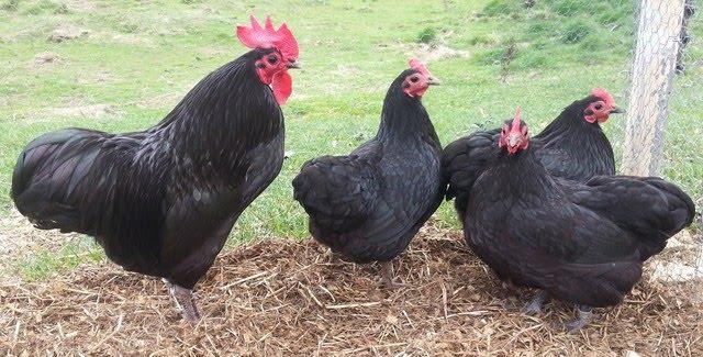 Australorp