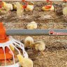 tavuk çiftliği kurmak