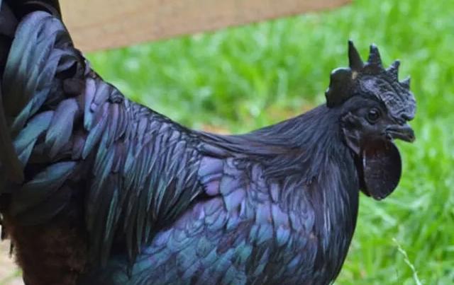 ayam cemani