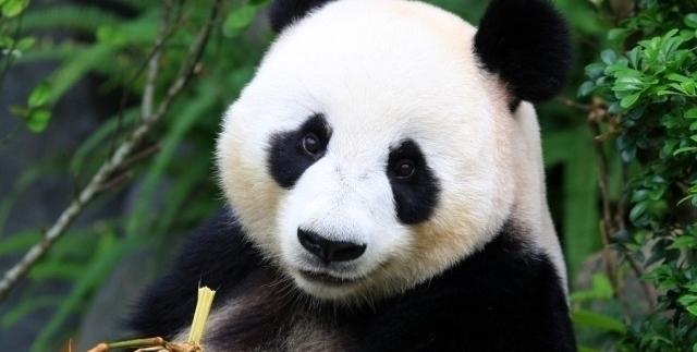 panda dadı