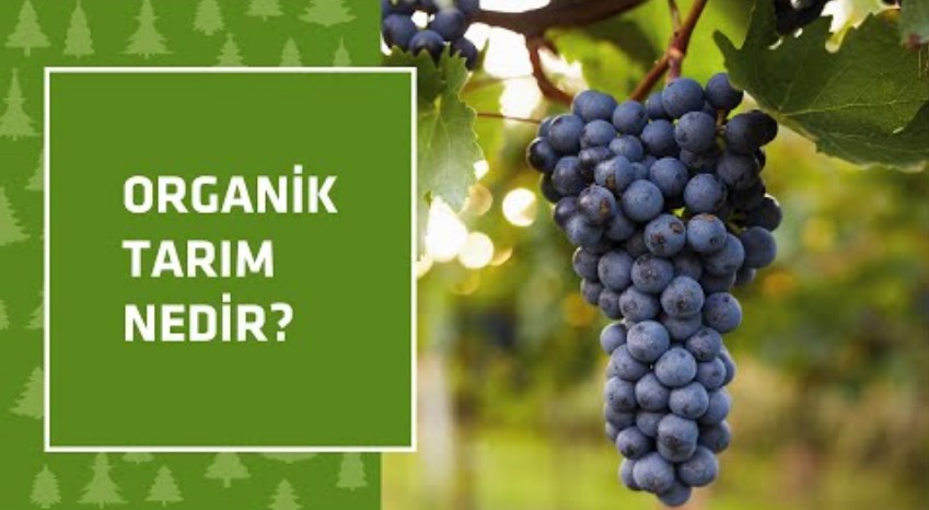 Organik Tarım Nedir