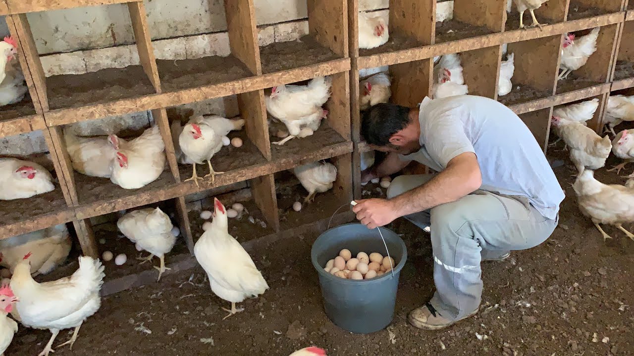 Gezen Tavuk Çiftliği Kurma Maliyetleri