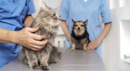 Veteriner kliniği açmak
