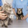 Veteriner kliniği açmak