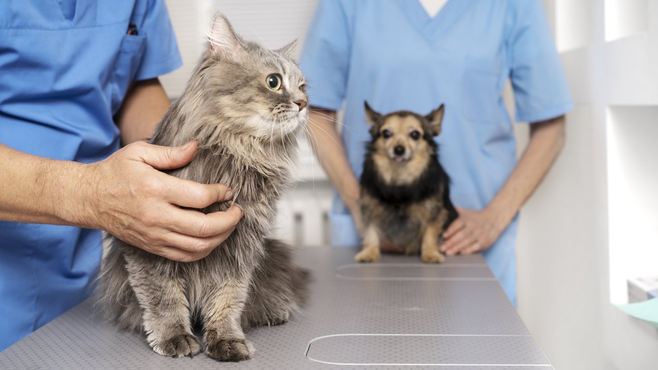 Veteriner kliniği açmak